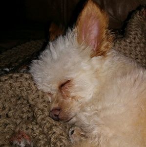 Meet your Posher, Afton